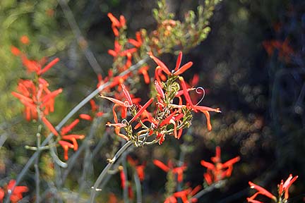 Penstemon, McDowell Mountain Regional Park, March 20, 2015